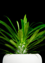 Pachypodium / Lamerei 'Madagascar Palm'