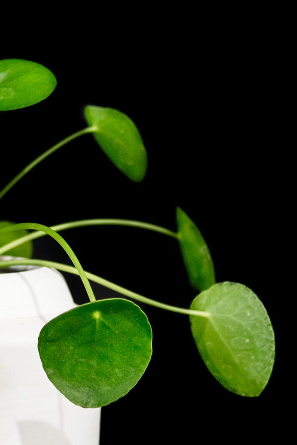 Pilea / Peperomioides