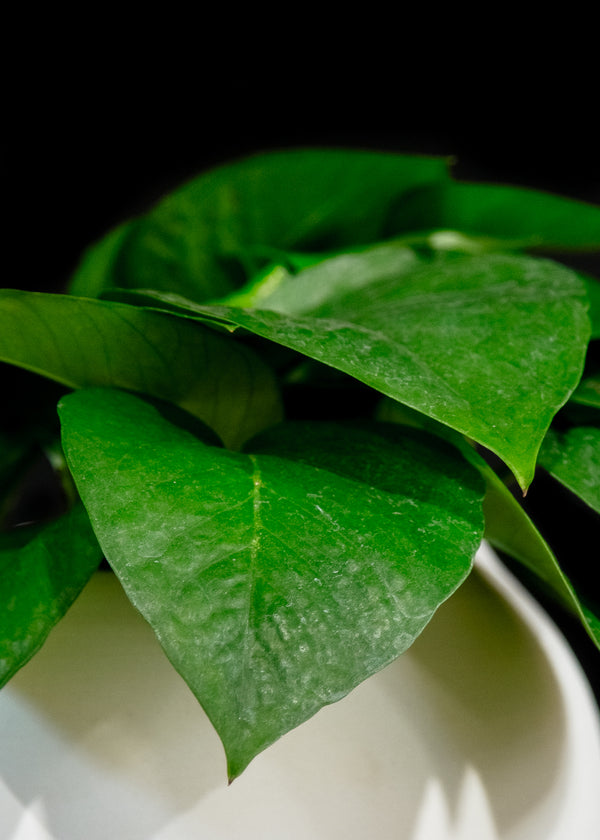Pothos / Jade