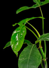 Philodendron / 69686