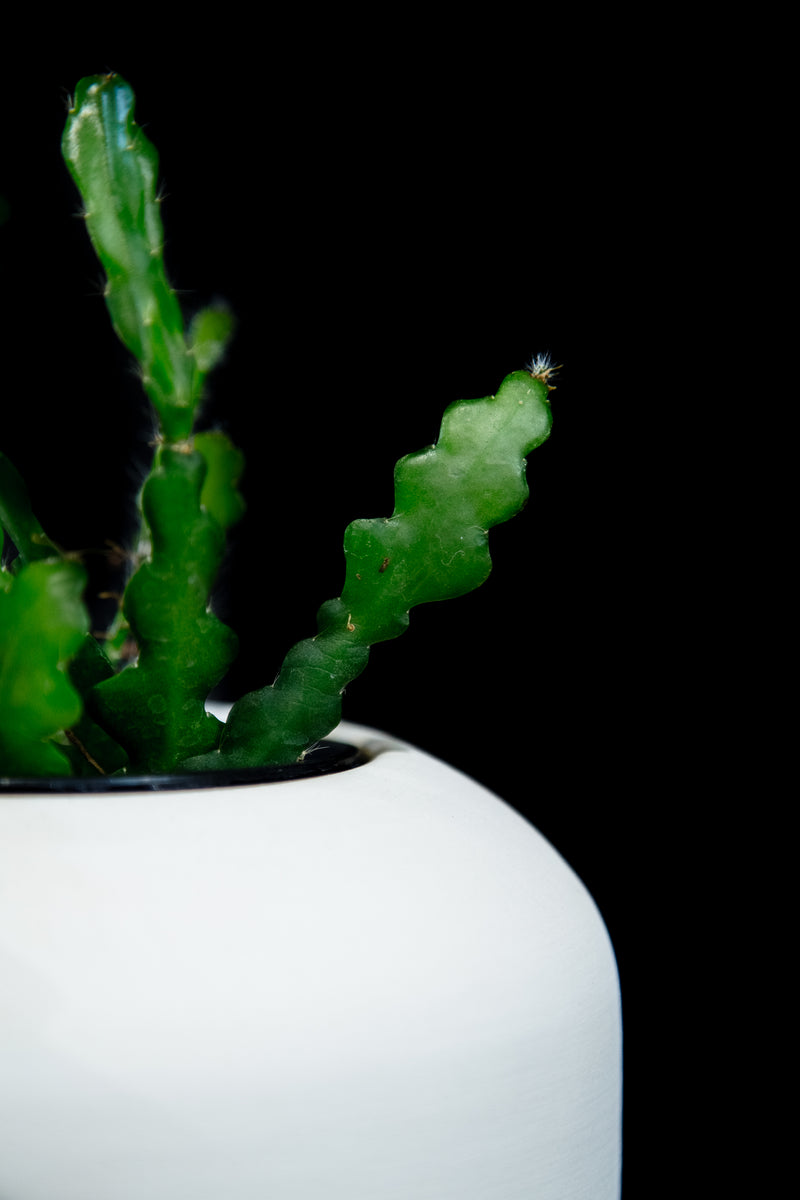 Selenicereus / Ricrac