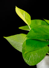Pothos / Neon