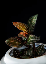 Jewel Orchid Ludisia Discolor 