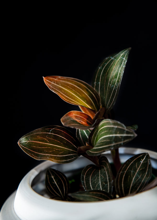 Jewel Orchid / Ludisia Discolor