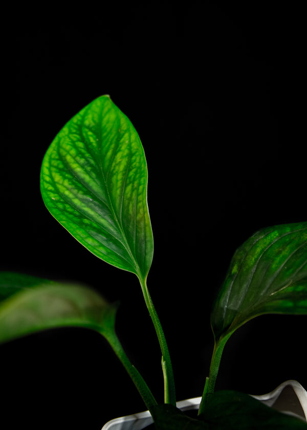 Monstera / Pinnatipartita