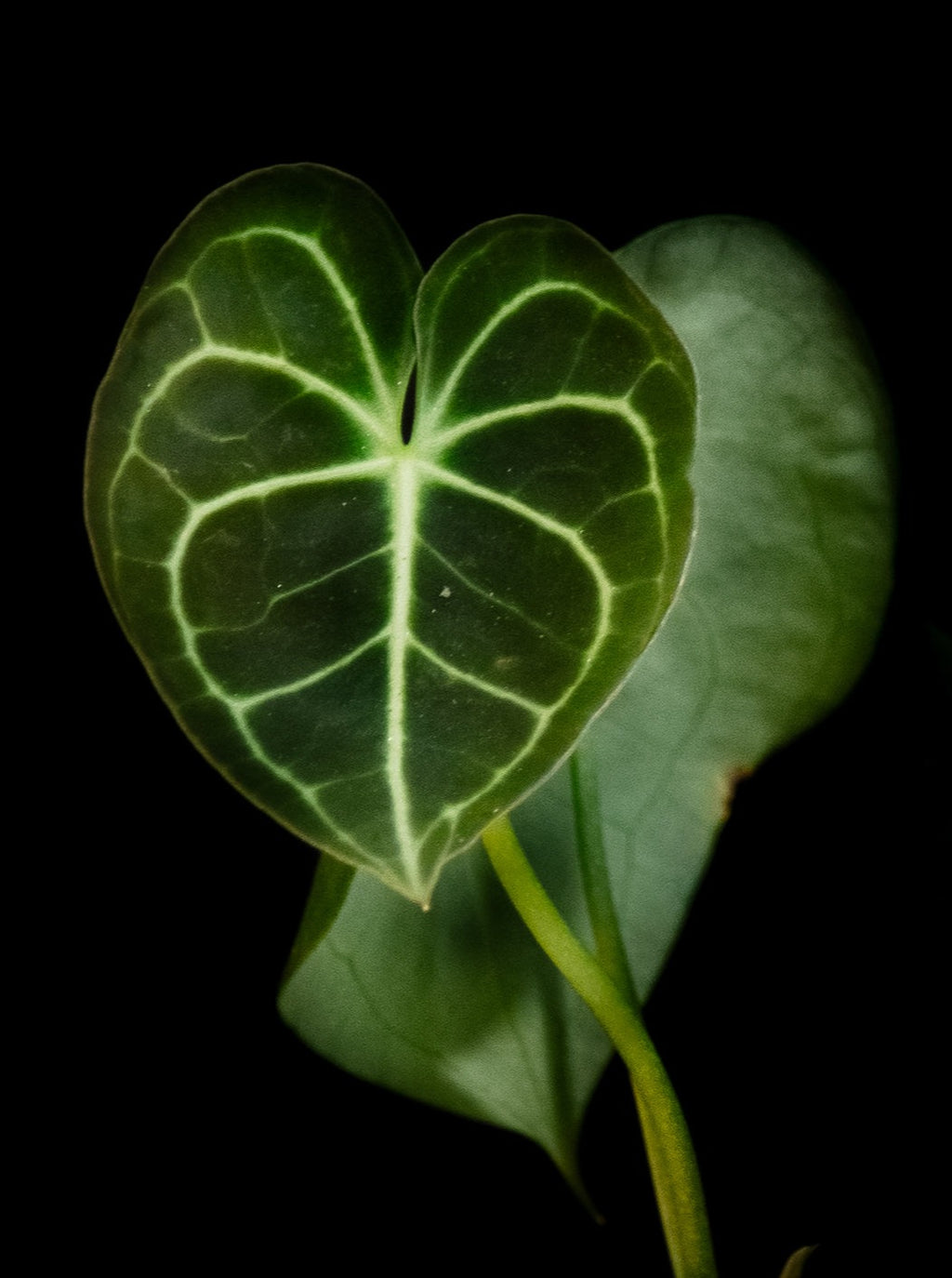 anthurium clarinervium buy Anthurium / Clarinervium – Flora/Fauna