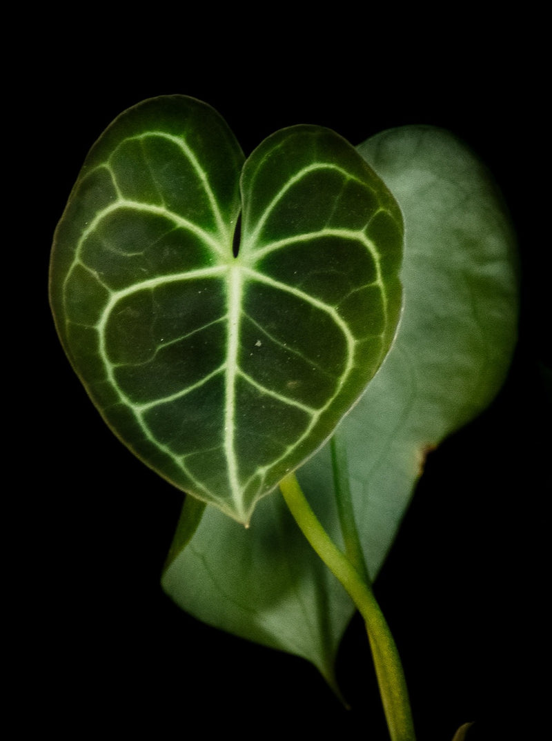 Anthurium / Clarinervium