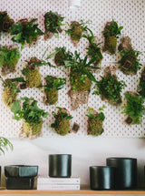Workshop / Mounted Ferns (Friday 11/20 6:00 pm)