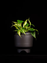 Philodendron / 'Silver Stripe'
