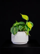Philodendron / Brazil