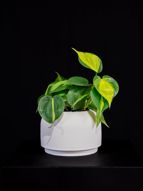 Philodendron / Brazil