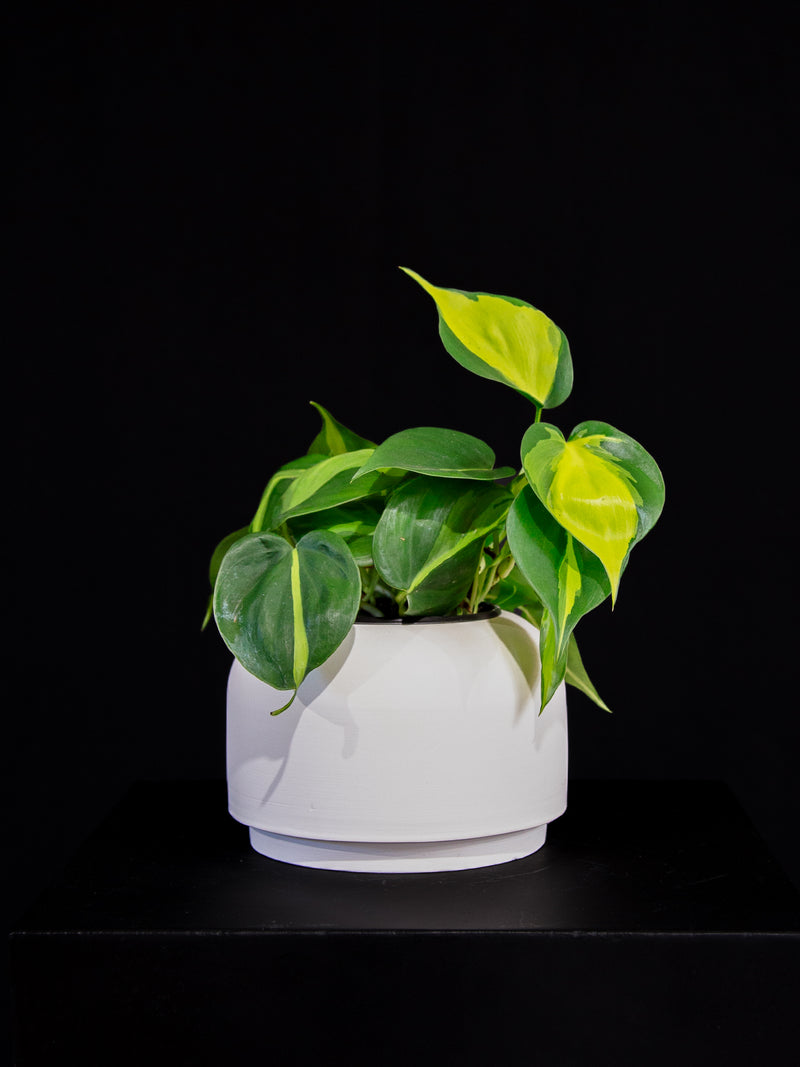 Philodendron / Brazil