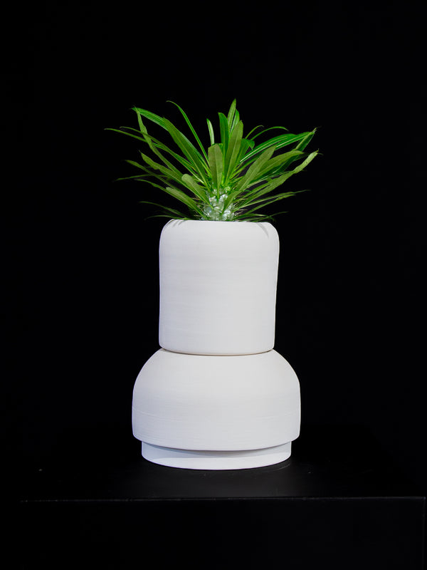 Pachypodium / Lamerei 'Madagascar Palm'