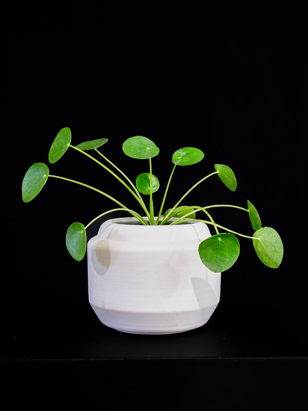 Pilea / Peperomioides