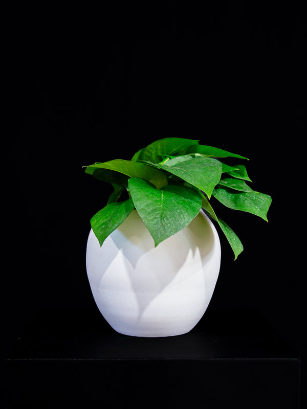 Pothos / Jade