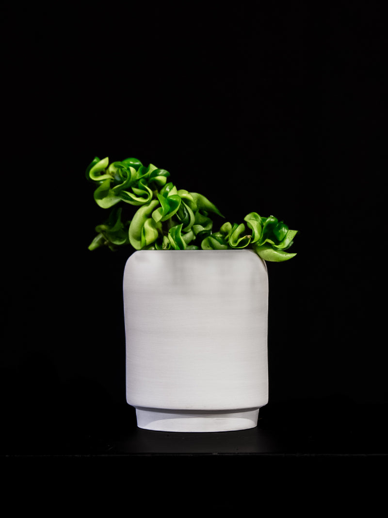Hoya / Compacta