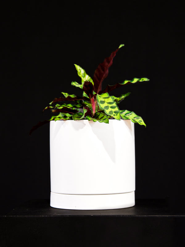 Calathea / Lancifolia Rattlesnake