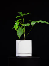 Philodendron / 69686