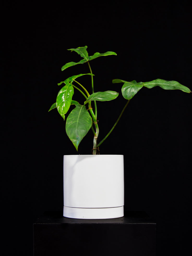 Philodendron / 69686