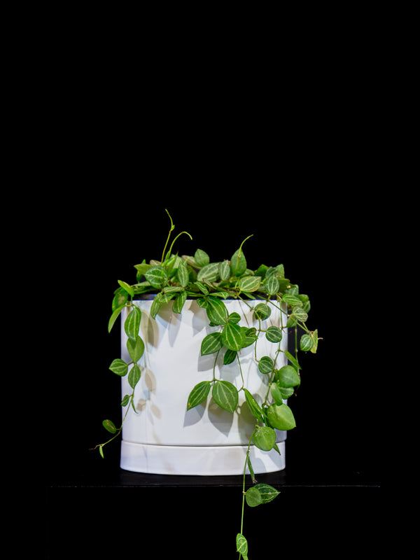 Dischidia / Watermelon