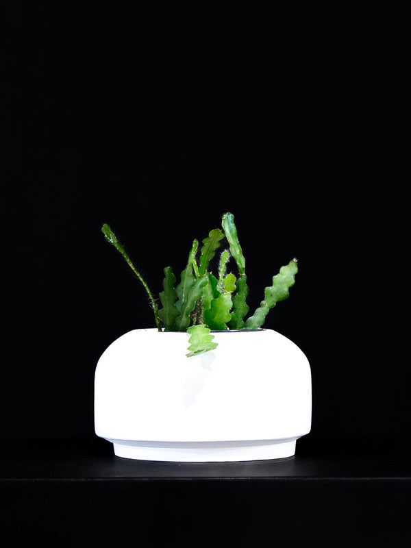 Selenicereus / Ricrac
