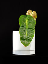 Anthurium / Veitchii