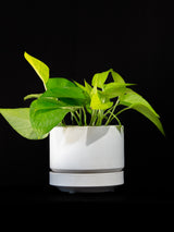 Pothos / Neon