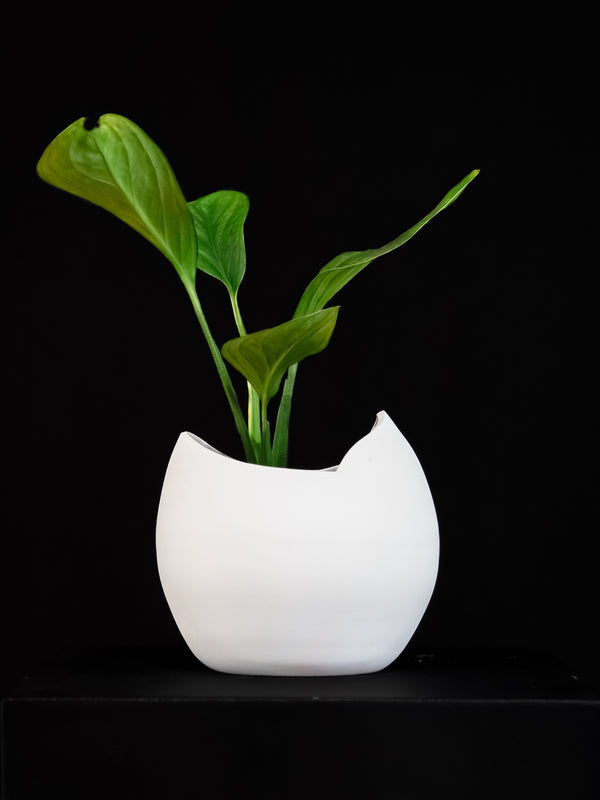 Monstera / Pinnatipartita