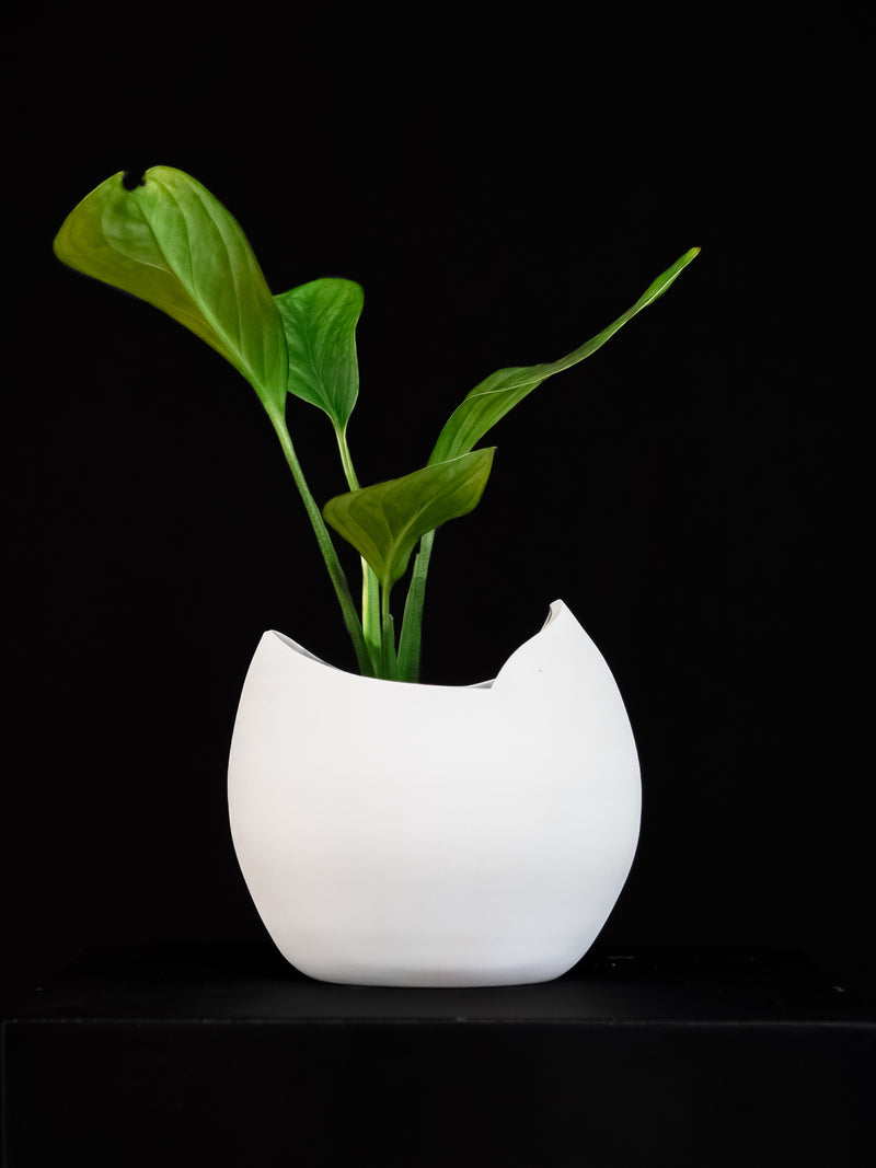 Monstera / Pinnatipartita