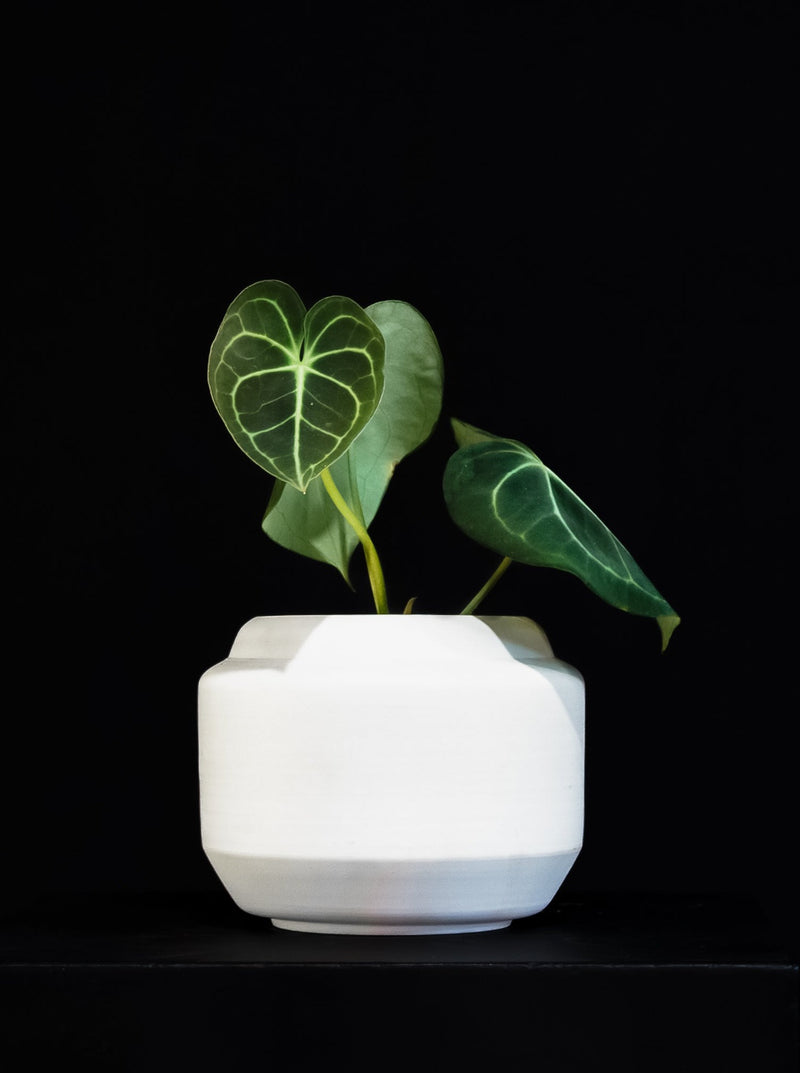anthurium in cerami Anthurium / Clarinervium – Flora/Fauna