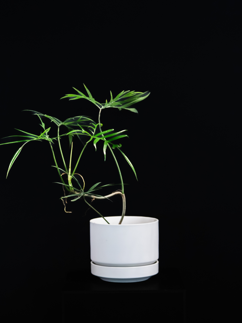 Philodendron / Polypodioides