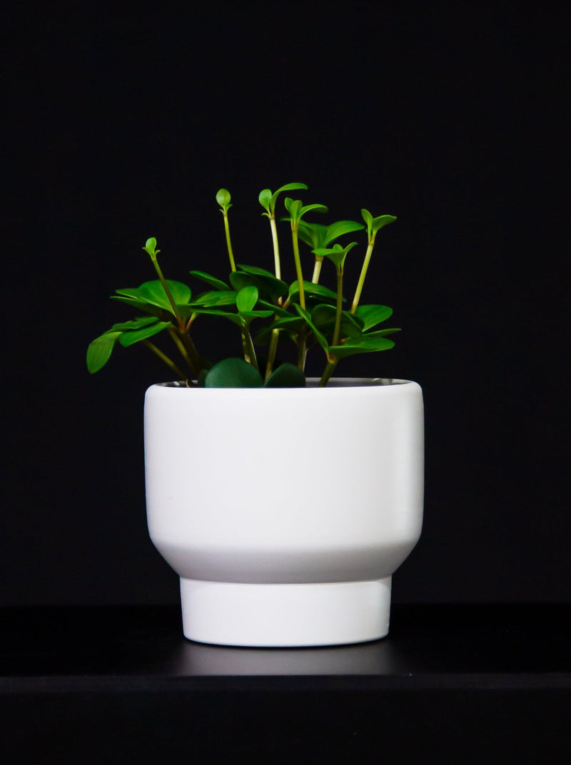 Peperomia / Tetraphylla 'Hope'