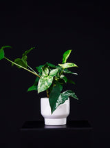 Syngonium / Podophyllum Albo Variegata