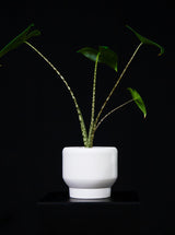 Alocasia / Zebrina