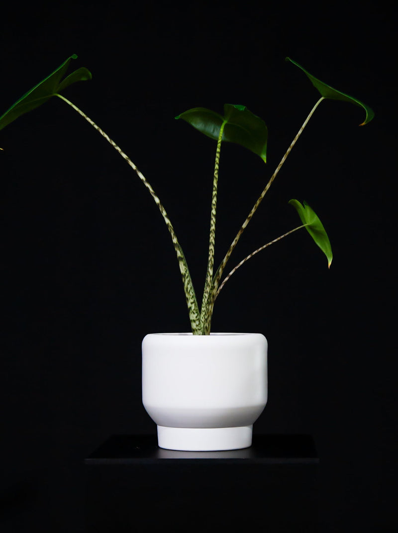 Alocasia / Zebrina