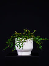 Dischidia / Ruscifolia