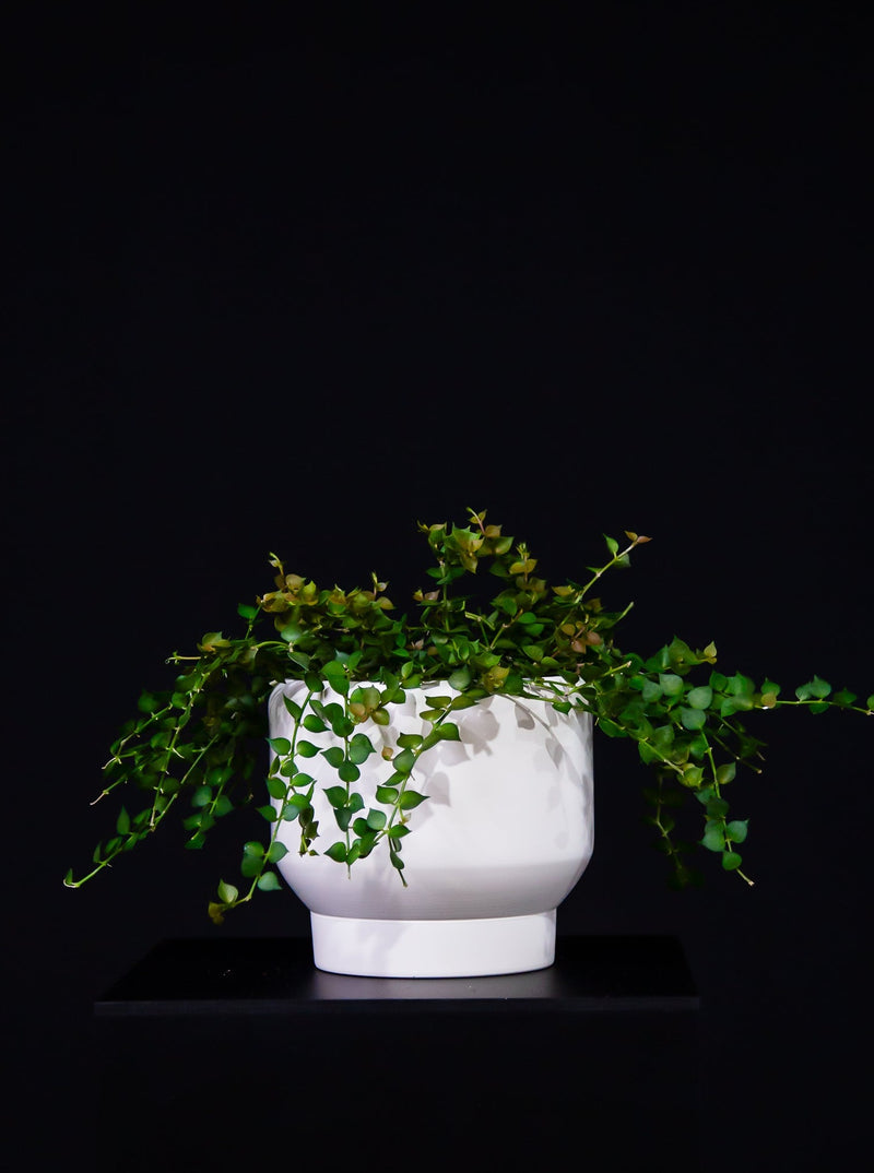 Dischidia / Ruscifolia