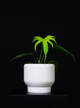 Anthurium / Pedatoradiatum