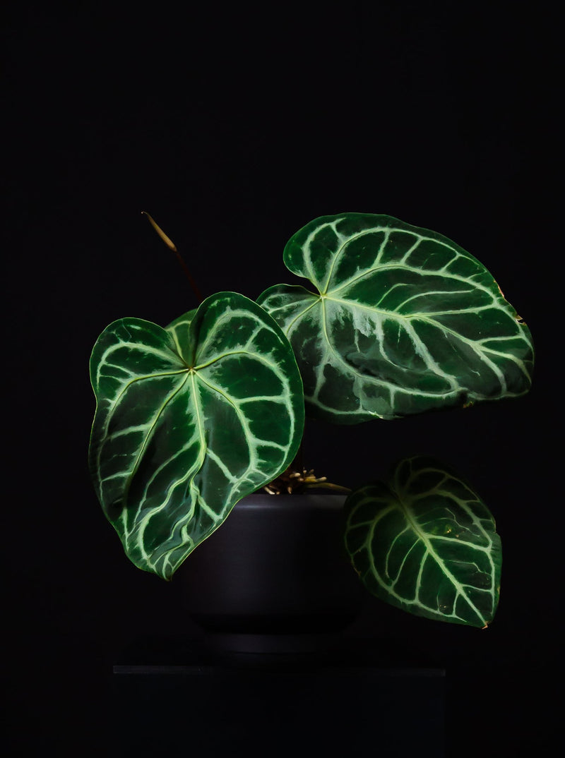 Anthurium / Crystallinum 'SKG Silver'