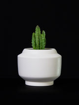 Stapelia / Gigantea