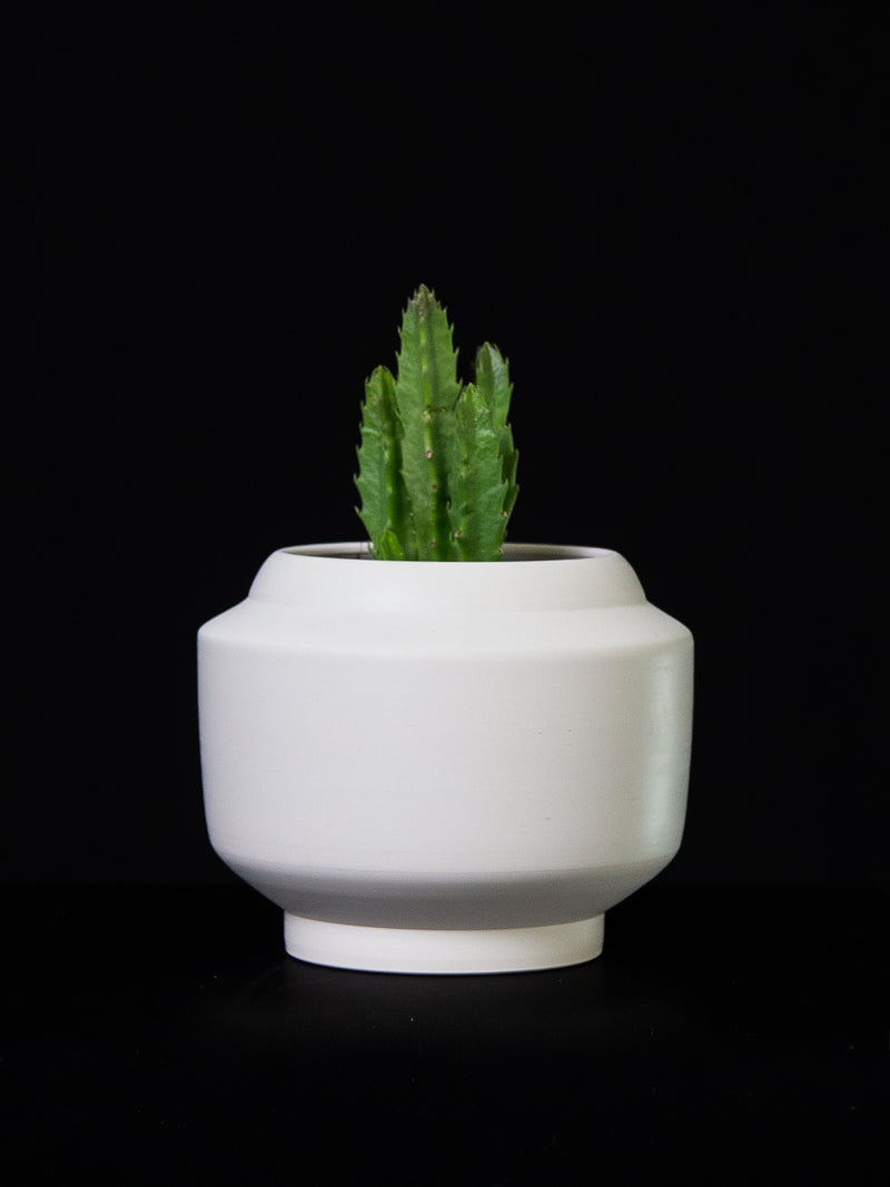 Stapelia / Gigantea