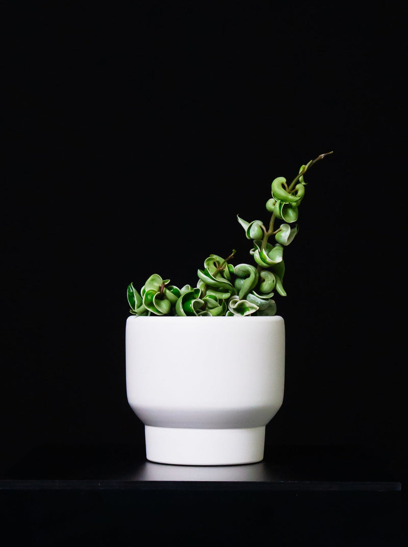 Hoya / Compacta Variegata