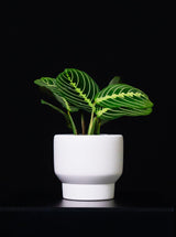 Maranta / Lime Prayer Plant