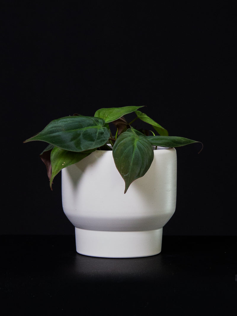 Philodendron / Micans