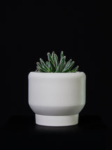 Agave / Victoria-Reginae