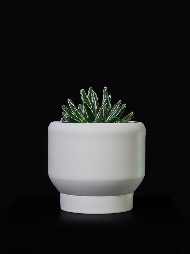 Agave / Victoria-Reginae