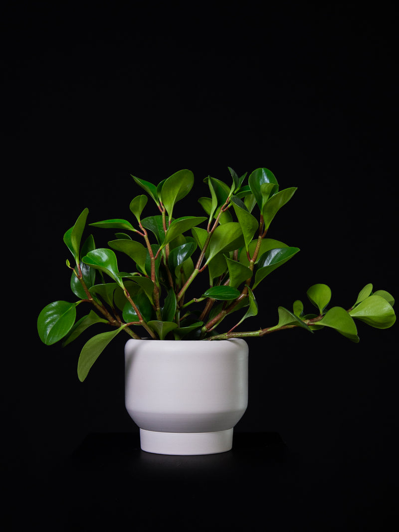 Peperomia / Obtusifolia