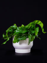 Asplenium / Nidus 'Hurricane'