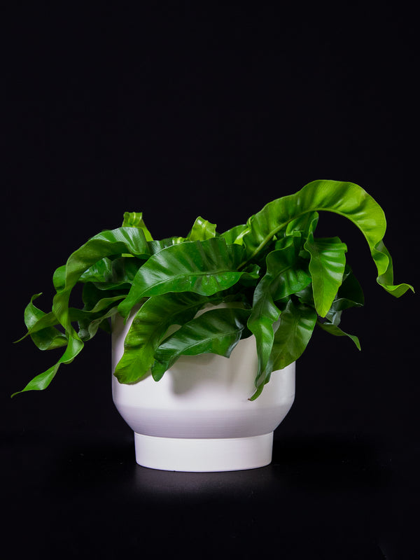 Asplenium / Nidus 'Hurricane'