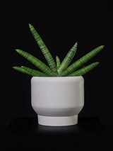 Sansevieria / Cylindrica var. Patula Boncel